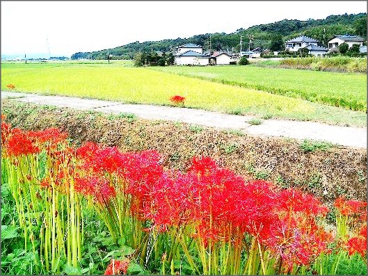 道沿いに咲く彼岸花